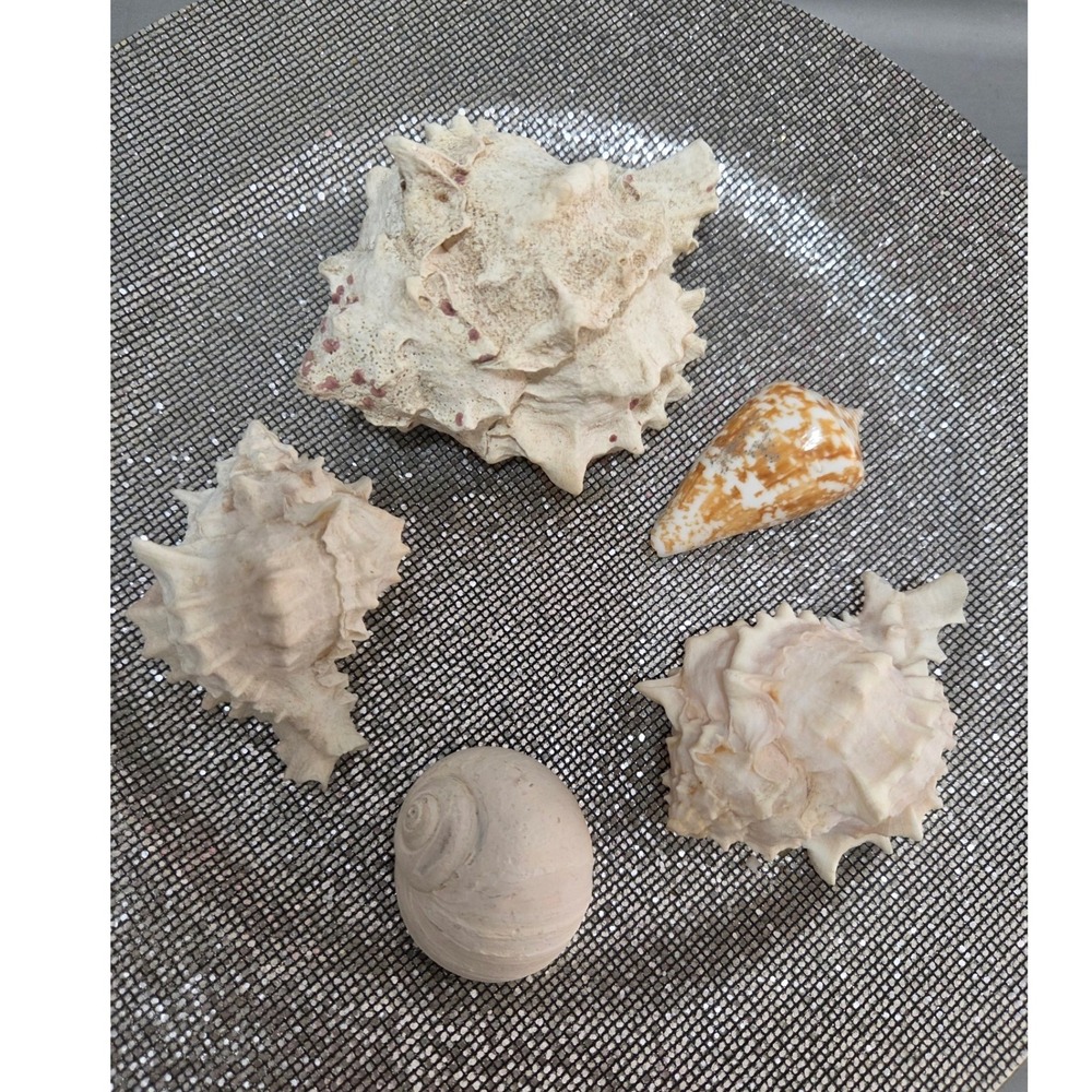 Faux Resin Sea Shell Collection Set Cone Snail Shells Coastal Decor